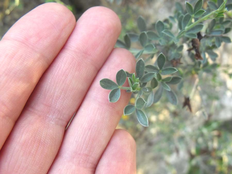 Cytisus spinescens / Citiso spinoso